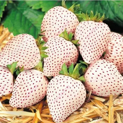 🍓 CREME-ERDBEERE - DIE QUELLE DER SÜSSE IN IHREM GART, DAS GANZE JAHR ÜBER! Zorenza