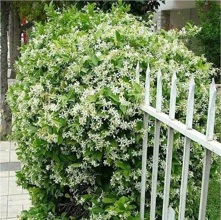 LAST DAY Promotion🌸Double Jasmine Seeds（Free Nutrient Solution） Zorenza