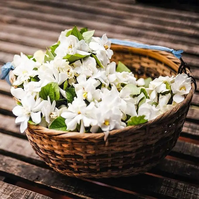 LAST DAY Promotion🌸Double Jasmine Seeds（Free Nutrient Solution） Zorenza