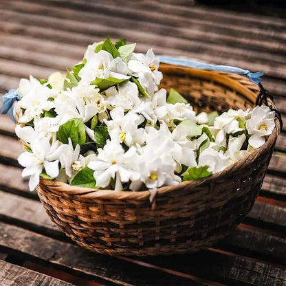 LAST DAY Promotion🌸Double Jasmine Seeds（Free Nutrient Solution） Zorenza