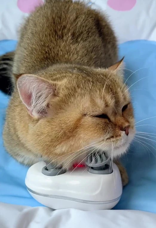 Cat Massager — Pure Relaxation for Your Cat Homezys