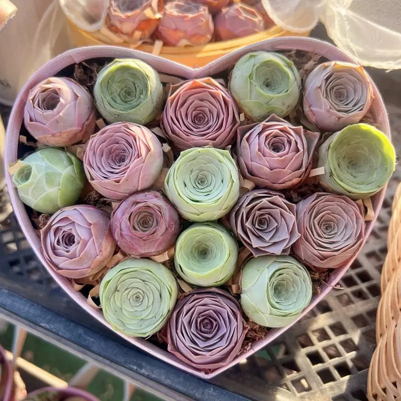 MountainRose™ — Effortless Beauty That Thrives Homezys
