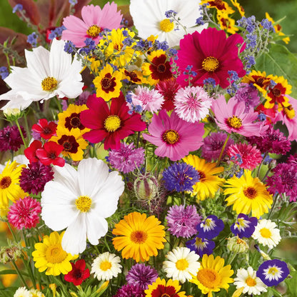 🔥Last day clearance💝Mixed Perennial Flowers Seeds-Over 60 kinds mixed Zorenza
