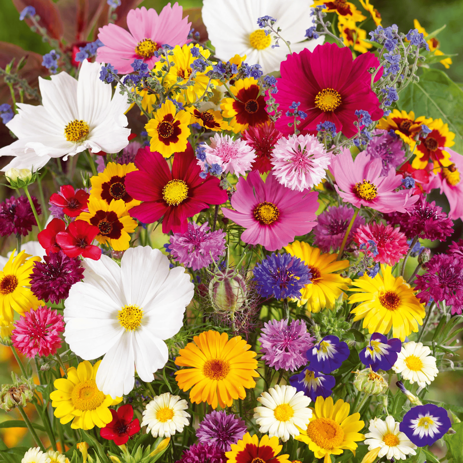 1000 Seeds Perennial Flower Mix | 60+ Varieties for Year-Round Beauty & Biodiversity Homezys