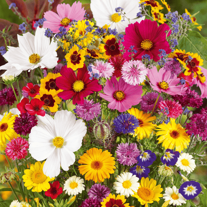 1000 Seeds Perennial Flower Mix | 60+ Varieties for Year-Round Beauty & Biodiversity Homezys