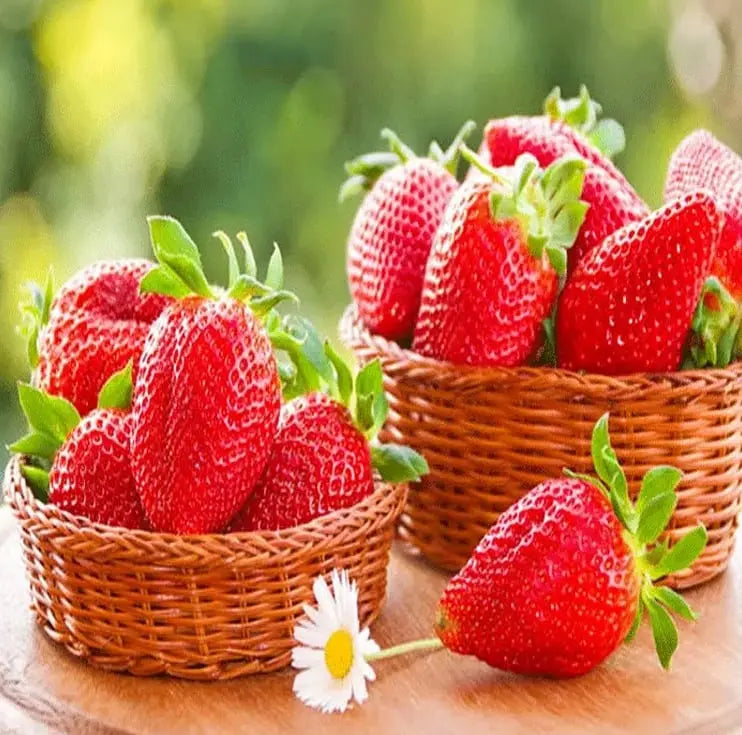 🍓 CREME-ERDBEERE - DIE QUELLE DER SÜSSE IN IHREM GART, DAS GANZE JAHR ÜBER! Zorenza