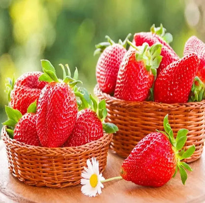 🍓 CREME-ERDBEERE - DIE QUELLE DER SÜSSE IN IHREM GART, DAS GANZE JAHR ÜBER! Zorenza