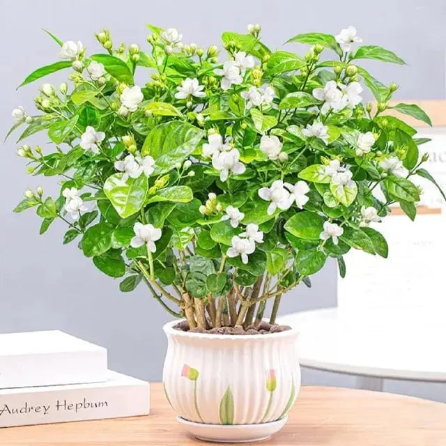LAST DAY Promotion🌸Double Jasmine Seeds（Free Nutrient Solution） Zorenza