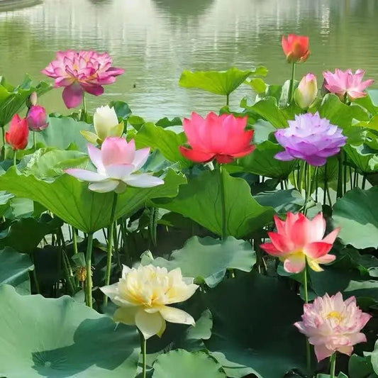 LotusGlow™ — Effortless Vibrant Garden Escape Mivoza Deutschland