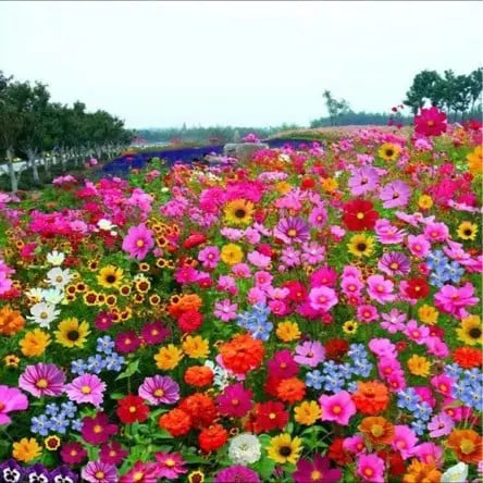 🔥Last day clearance💝Mixed Perennial Flowers Seeds-Over 60 kinds mixed Zorenza