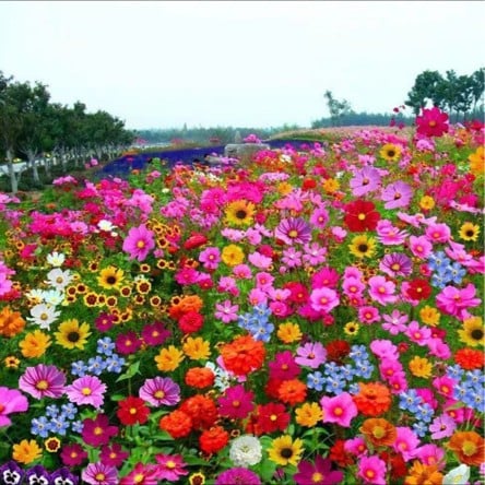1000 Seeds Perennial Flower Mix | 60+ Varieties for Year-Round Beauty & Biodiversity Homezys