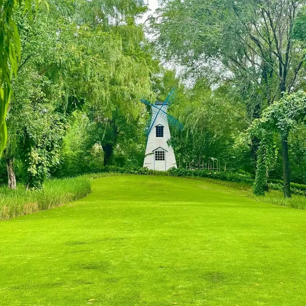 🔥 🌱 Igihaljas kääbuseemne neljaks aastaajaks🌾 | Loo siin oma ideaalne muru🌼 Zorenza