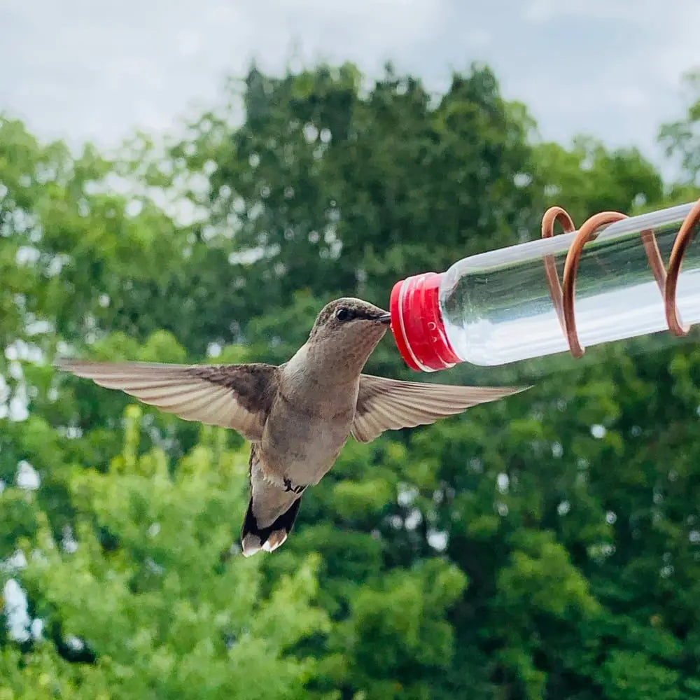 🔥Geometric Window Hummingbird Feeder🐦 Zorenza