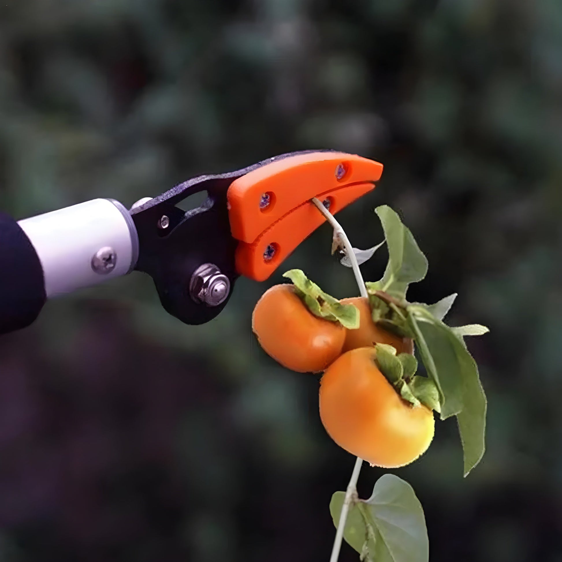 CutterPro™ Telescopic Tree Pruner – Trim Branches & Pick Fruit Without a Ladder Homezys