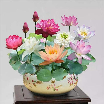 10-Piece Colorful Bonsai Lotus Seeds – Perfect for Water Bowls or Indoor Water Gardens Homezys