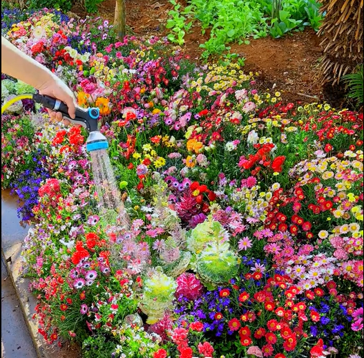 1000 Seeds Perennial Flower Mix | 60+ Varieties for Year-Round Beauty & Biodiversity Homezys