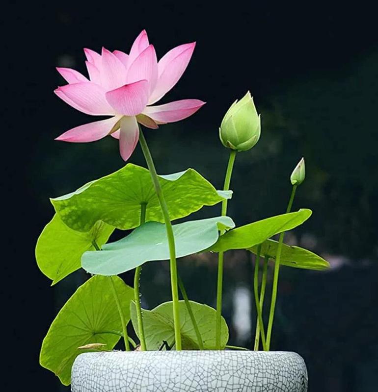 10-Piece Colorful Bonsai Lotus Seeds – Perfect for Water Bowls or Indoor Water Gardens Homezys