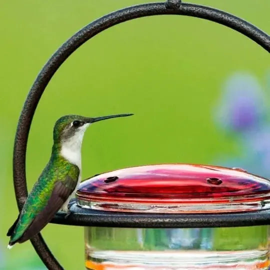 🎉Slim hummingbird feeder Zorenza