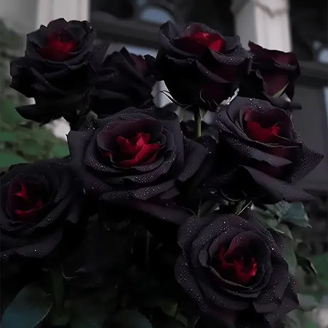 RARE BLACK RED ROSE FLOWER SEEDS Zorenza