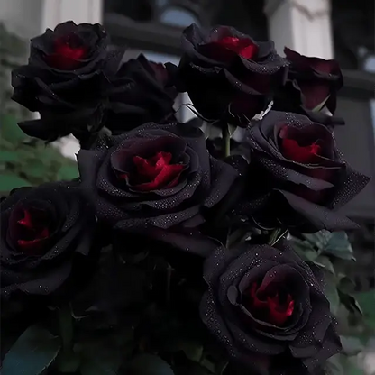 RARE BLACK RED ROSE FLOWER SEEDS Zorenza