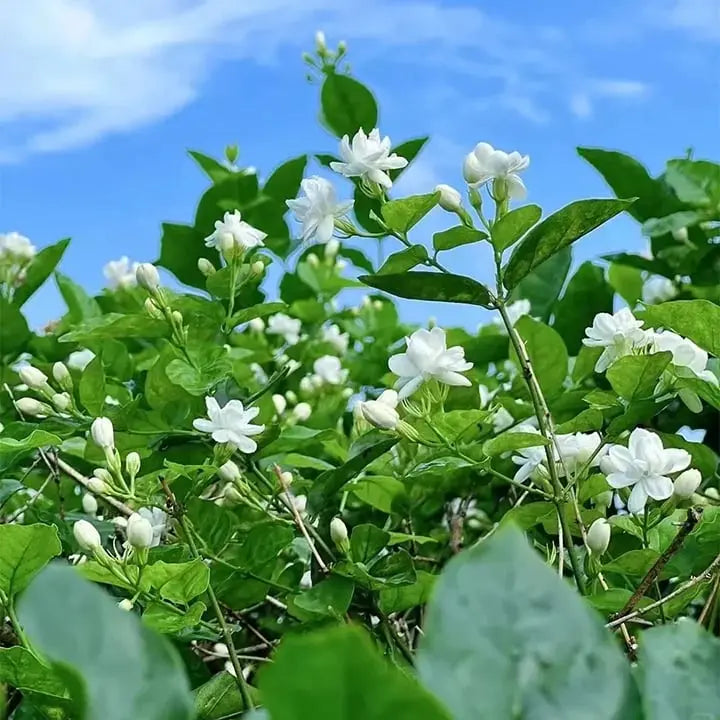 LAST DAY Promotion🌸Double Jasmine Seeds（Free Nutrient Solution） Zorenza