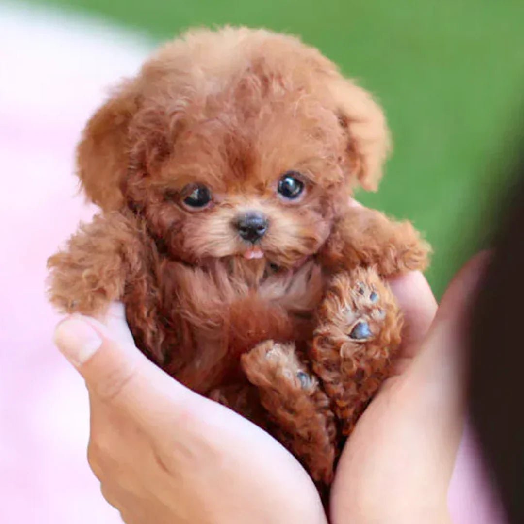 Ultra-Realistic Robotic Puppy – No Feeding, No Walking, Just Pure Fun Homezys