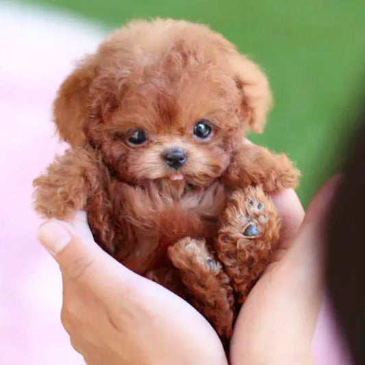 Ultra-Realistic Robotic Puppy – No Feeding, No Walking, Just Pure Fun Homezys