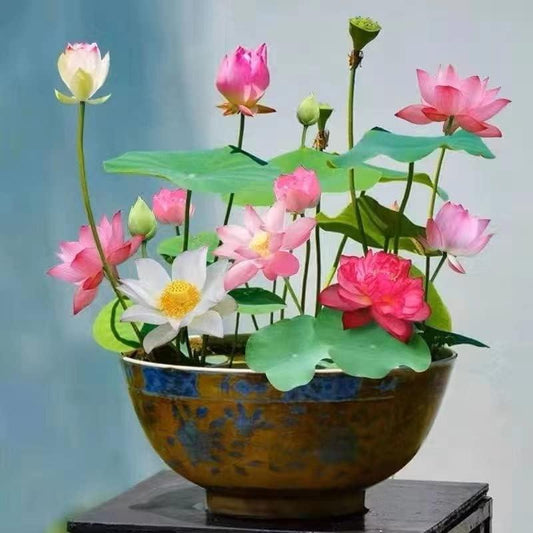 10-Piece Colorful Bonsai Lotus Seeds – Perfect for Water Bowls or Indoor Water Gardens Homezys