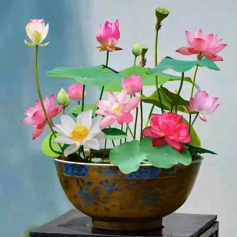 Colourful Bonsai Lotus Seeds for Stunning Water Gardens Homezys