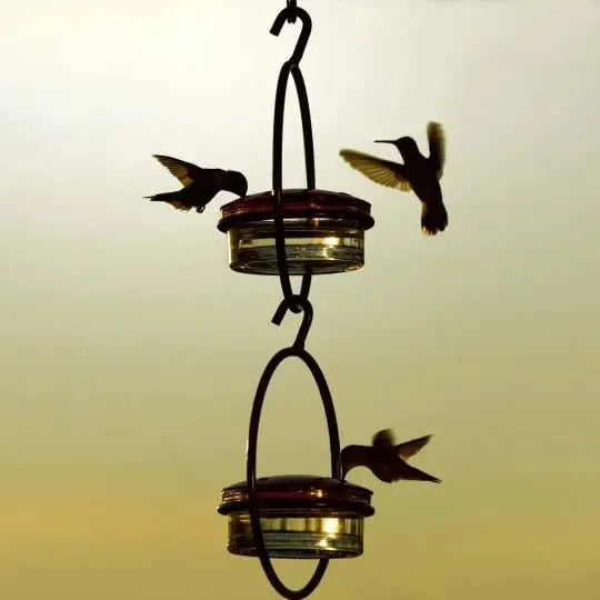🎉Slim hummingbird feeder Zorenza