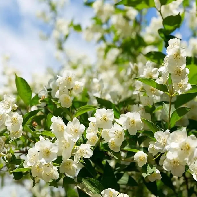 LAST DAY Promotion🌸Double Jasmine Seeds（Free Nutrient Solution） Zorenza