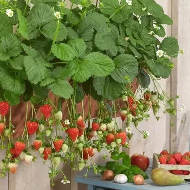 🍓 CREME-ERDBEERE - DIE QUELLE DER SÜSSE IN IHREM GART, DAS GANZE JAHR ÜBER! Zorenza