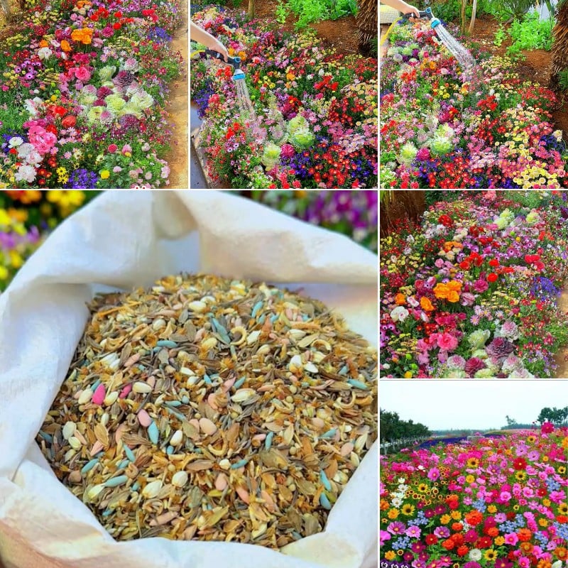 1000 Seeds Perennial Flower Mix | 60+ Varieties for Year-Round Beauty & Biodiversity Homezys