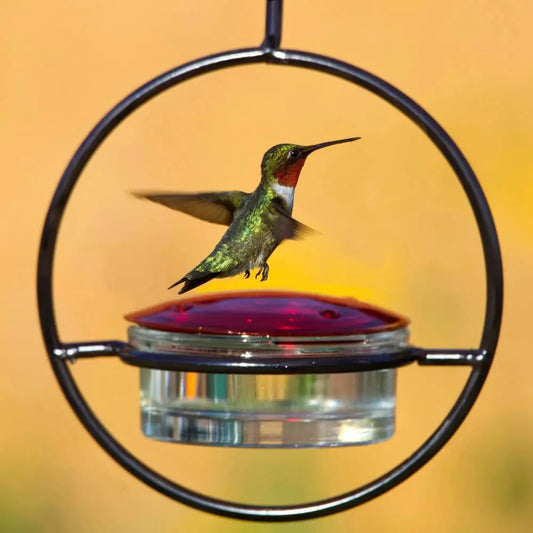 🎉Slim hummingbird feeder Zorenza