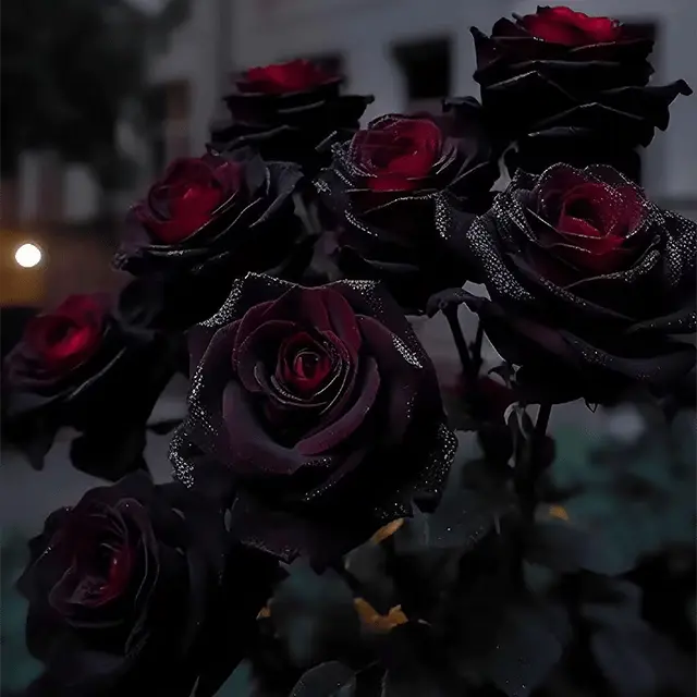 RARE BLACK RED ROSE FLOWER SEEDS Zorenza