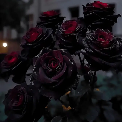 RARE BLACK RED ROSE FLOWER SEEDS Zorenza