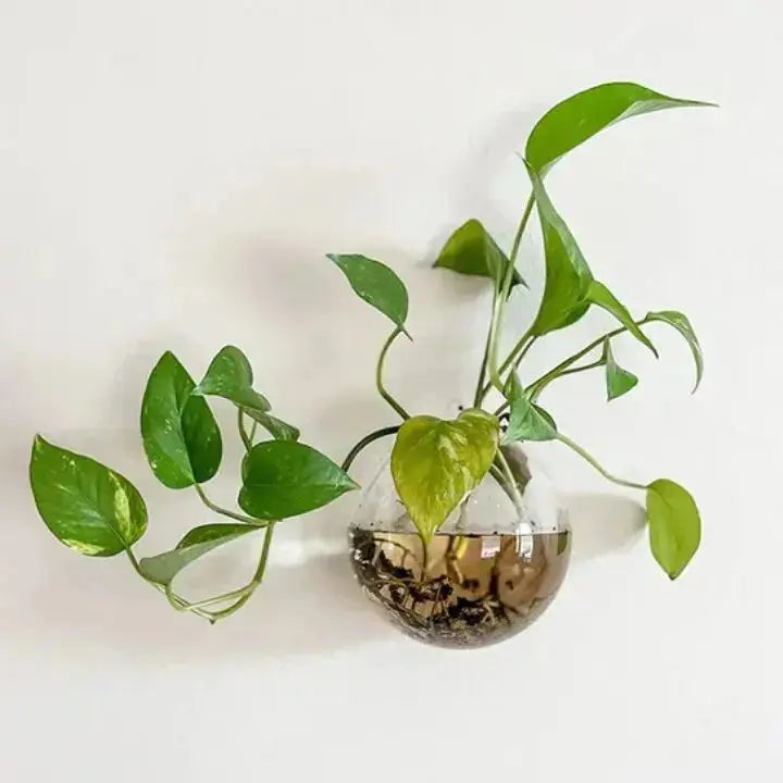 Buy 1 Get 1 Free | ClearNest™ — Elegant Glass Wall Planters Mivoza Deutschland