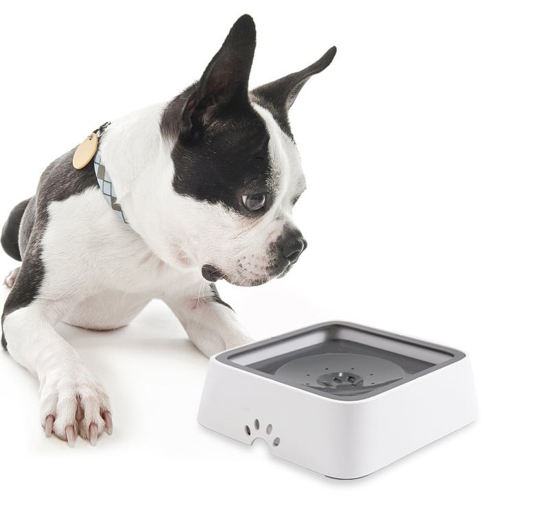 2 Liter Splash-Free Water Dispenser for Pets – Cleaner Floors, Healthier Pets Homezys