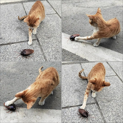 💥LAST DAY SALE 💥 Remote Control Cockroach - Electric & Remote Control Toy Zorenza