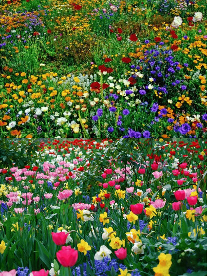 🔥Last day clearance💝Mixed Perennial Flowers Seeds-Over 60 kinds mixed Zorenza