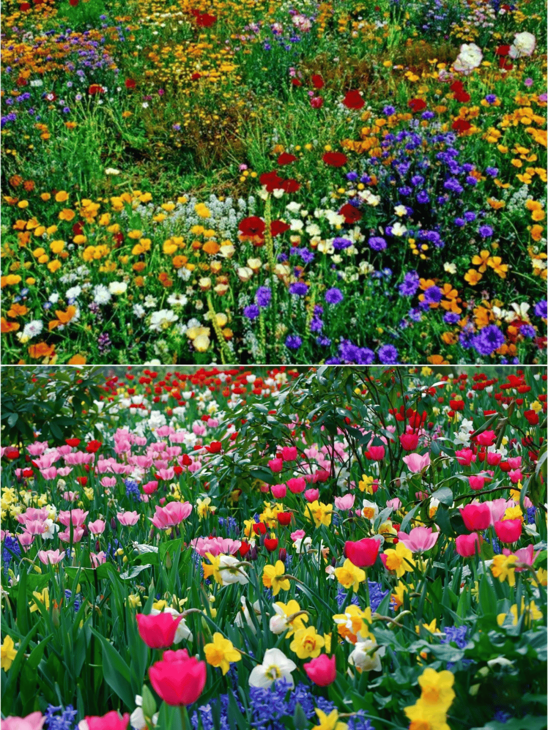 1000 Seeds Perennial Flower Mix | 60+ Varieties for Year-Round Beauty & Biodiversity Homezys