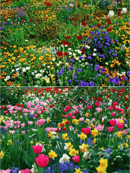 1000 Seeds Perennial Flower Mix | 60+ Varieties for Year-Round Beauty & Biodiversity Homezys
