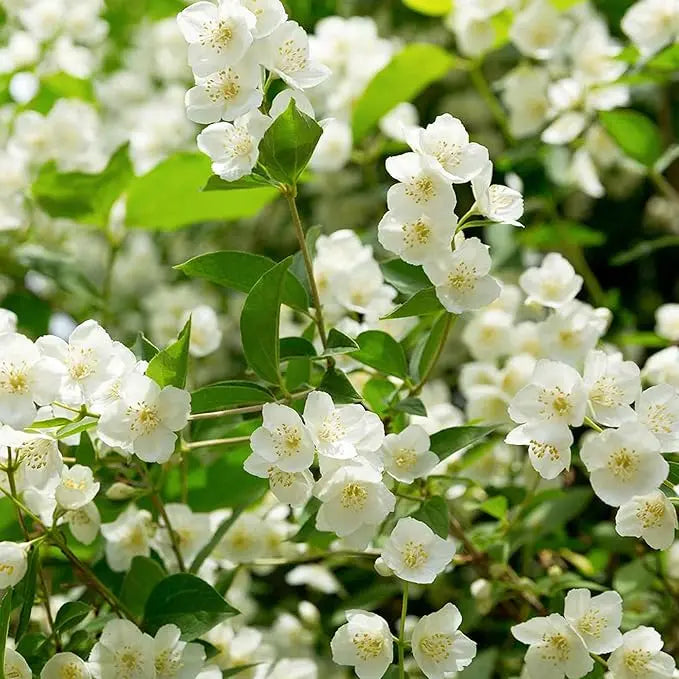 LAST DAY Promotion🌸Double Jasmine Seeds（Free Nutrient Solution） Zorenza