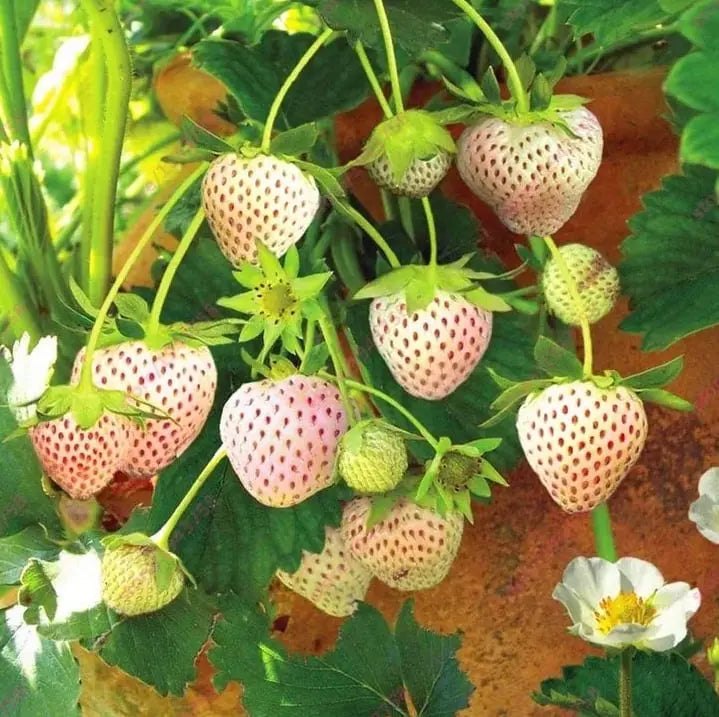 🍓 CREME-ERDBEERE - DIE QUELLE DER SÜSSE IN IHREM GART, DAS GANZE JAHR ÜBER! Zorenza