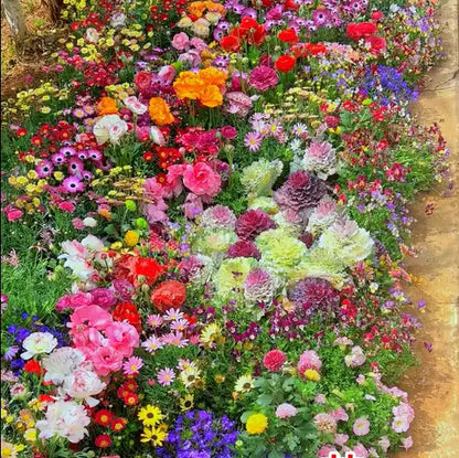 🔥Last day clearance💝Mixed Perennial Flowers Seeds-Over 60 kinds mixed Zorenza