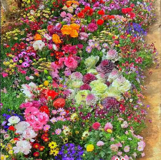 1000 Seeds Perennial Flower Mix | 60+ Varieties for Year-Round Beauty & Biodiversity Homezys