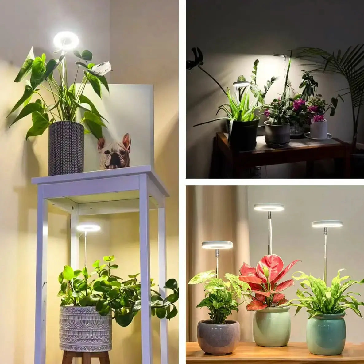 PlantGlow™ — True Sunlight for Indoor Growth Mivoza Deutschland