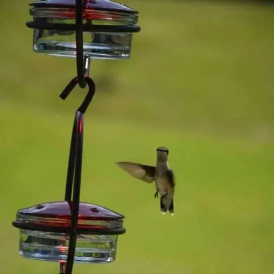 🎉Slim hummingbird feeder Zorenza