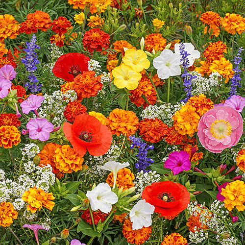 1000 Seeds Perennial Flower Mix | 60+ Varieties for Year-Round Beauty & Biodiversity Homezys