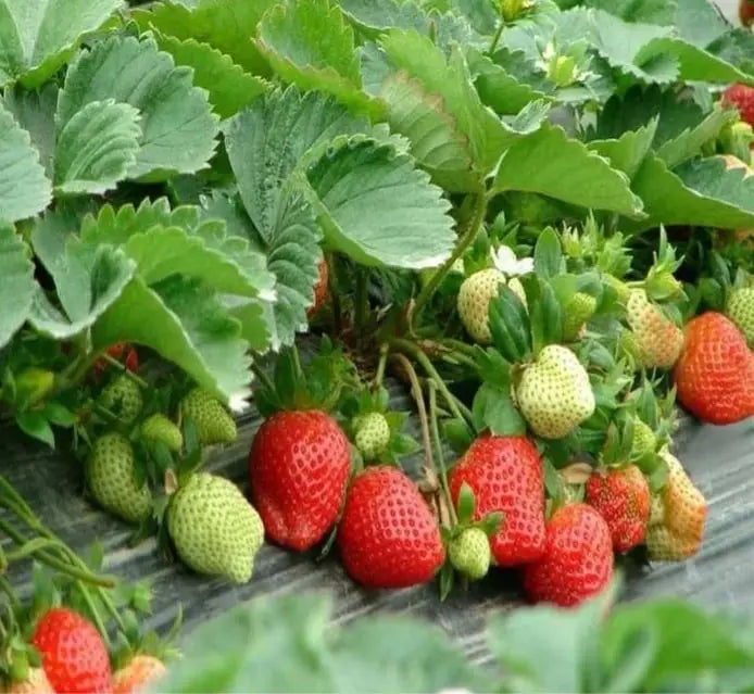 🍓 CREME-ERDBEERE - DIE QUELLE DER SÜSSE IN IHREM GART, DAS GANZE JAHR ÜBER! Zorenza